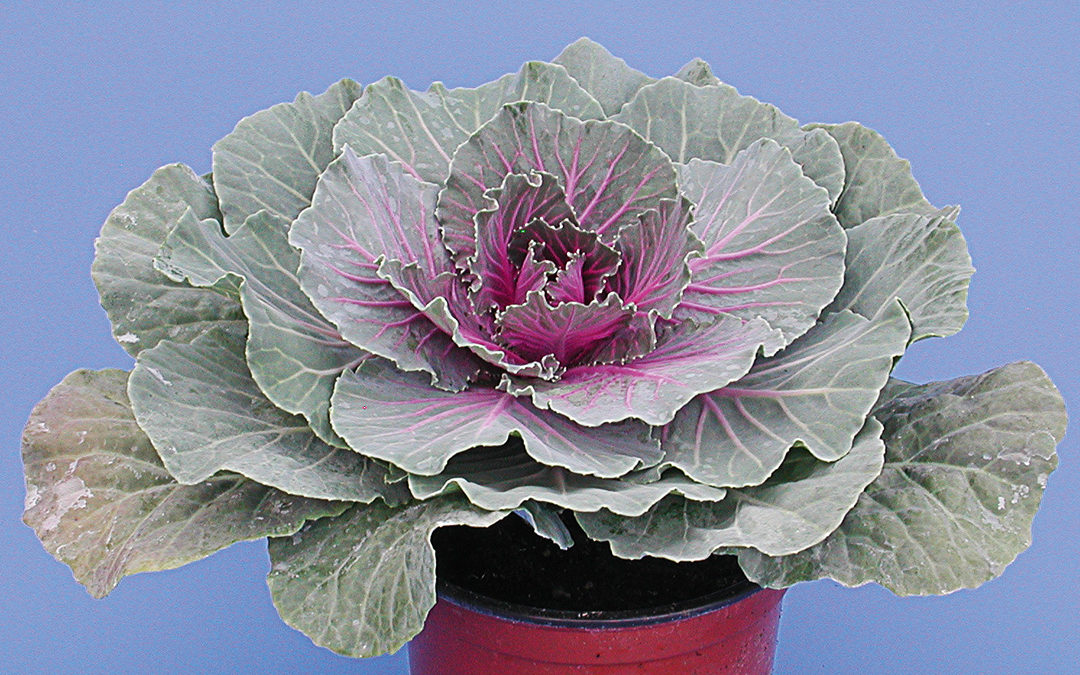 Brassica oleracea frisé ou lisse