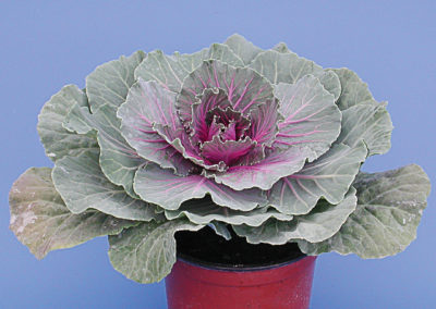 Brassica oleracea frisé ou lisse