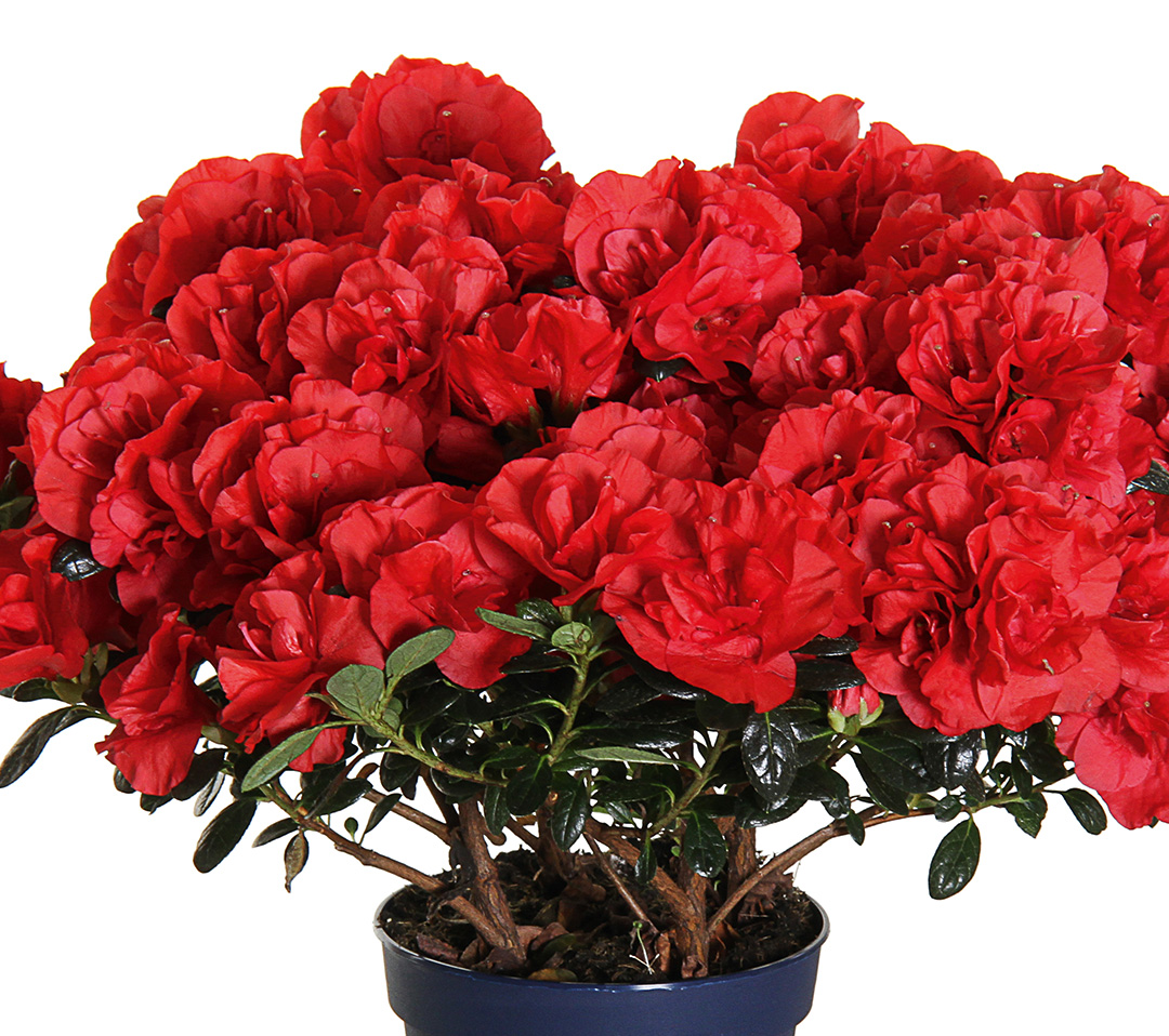 Christine-Scarlata_whitebg Azalée Christine Scarlata