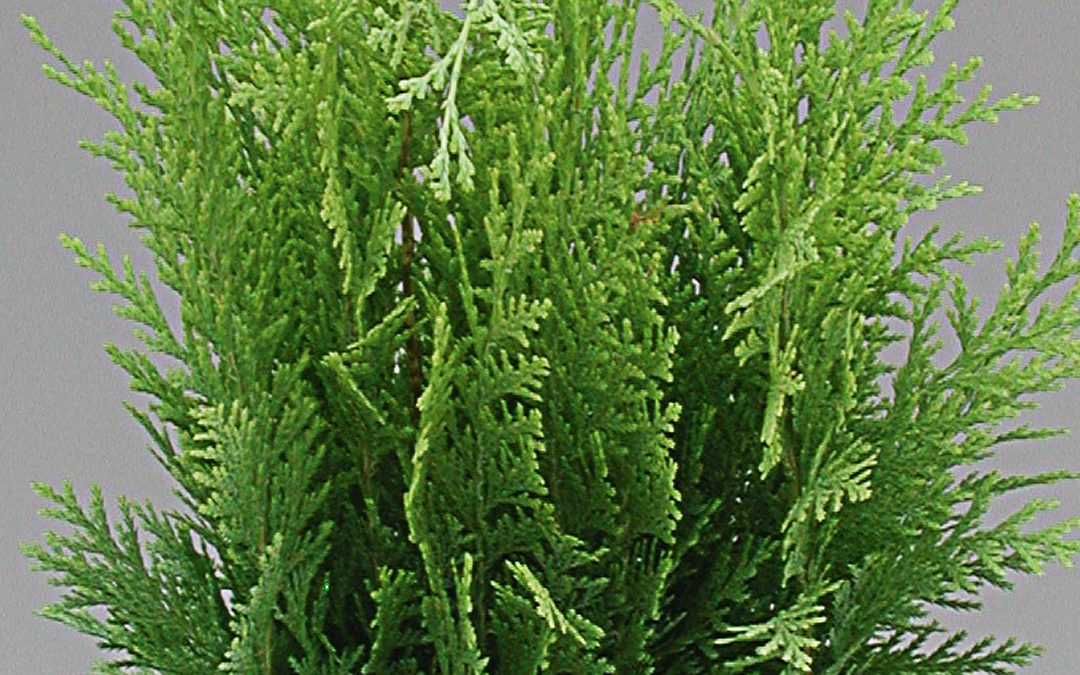 Conifères mix Juniperus et Thuja