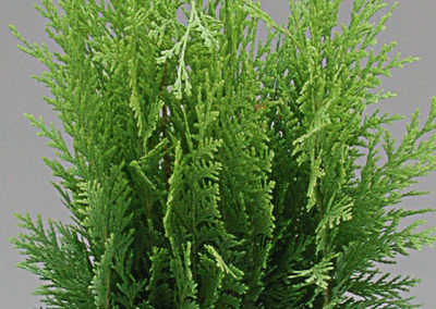 Conifères mix Juniperus et Thuja