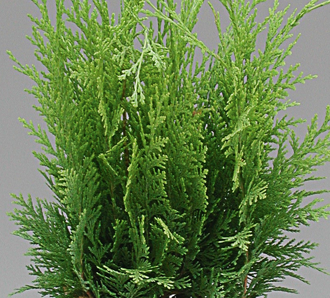 Conifere-grand Conifères mix Juniperus et Thuja