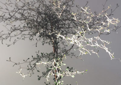 Corokia cotoneaster