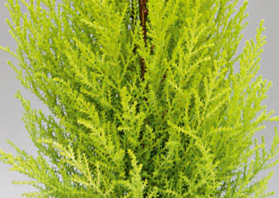 Cupressus macrocarpa Goldcrest ou Wilma
