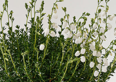 Daboecia cantabrica Alberta White