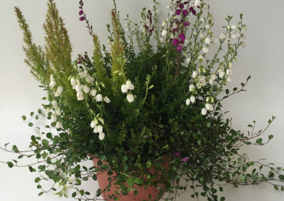 Daboecia – Erica arborea mix