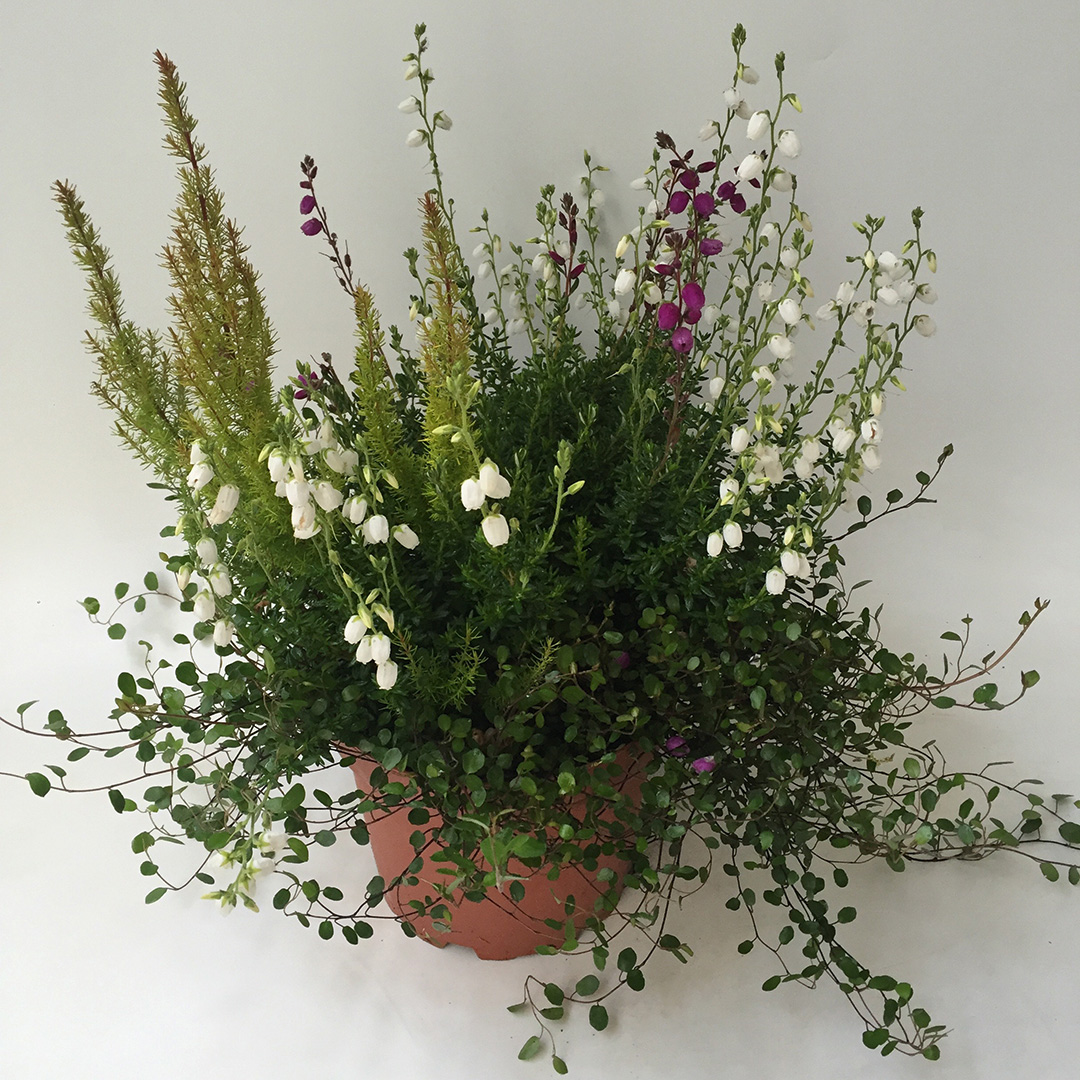 Daboecia—E.arborea-mix–IMG_1362 Daboecia - Erica arborea mix