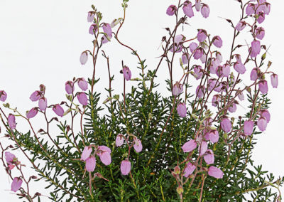 Daboecia cantabrica Globosa Pink