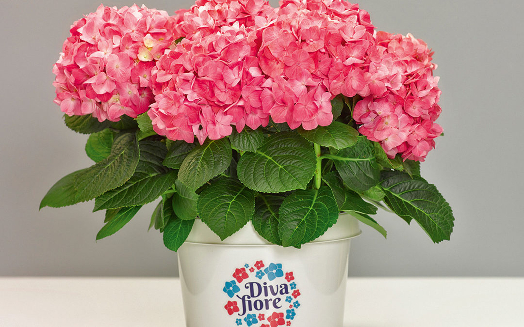 Hortensia remontant Diva fiore®