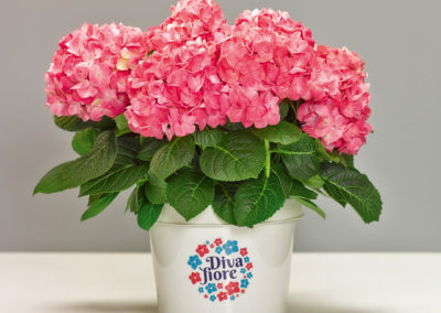 Hortensia remontant Diva fiore®