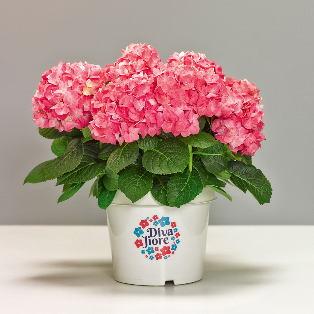 Diva-fiore-04-Produktbild Hortensia remontant Diva fiore®