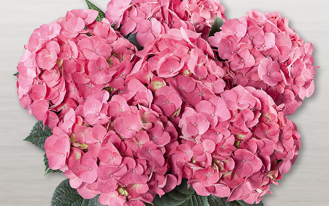 Hortensia Duro