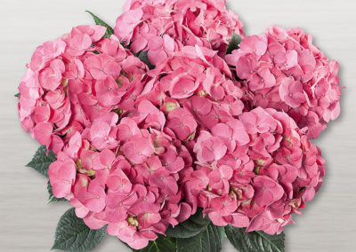 Hortensia Duro