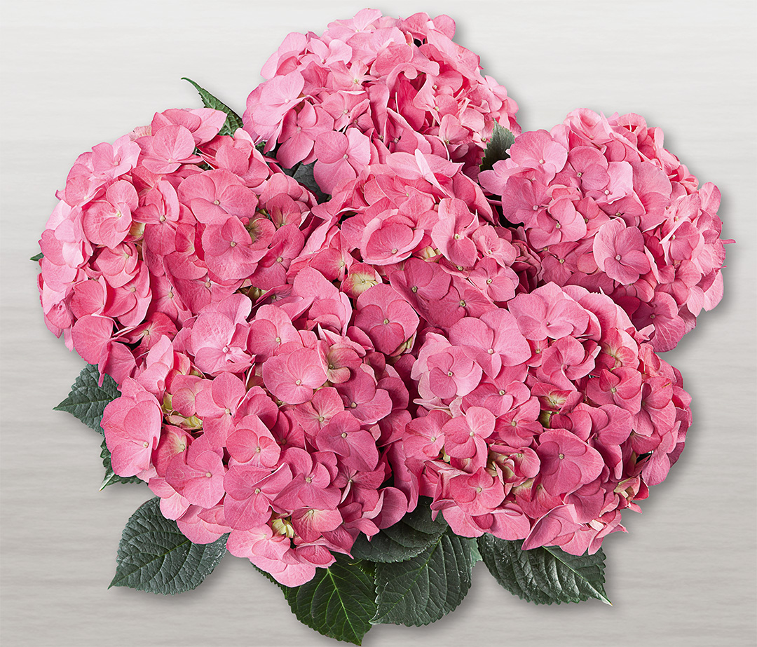 Duro Hortensia Duro