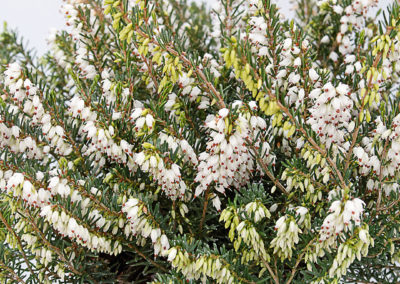 Erica carnea Kramer’s Weiss