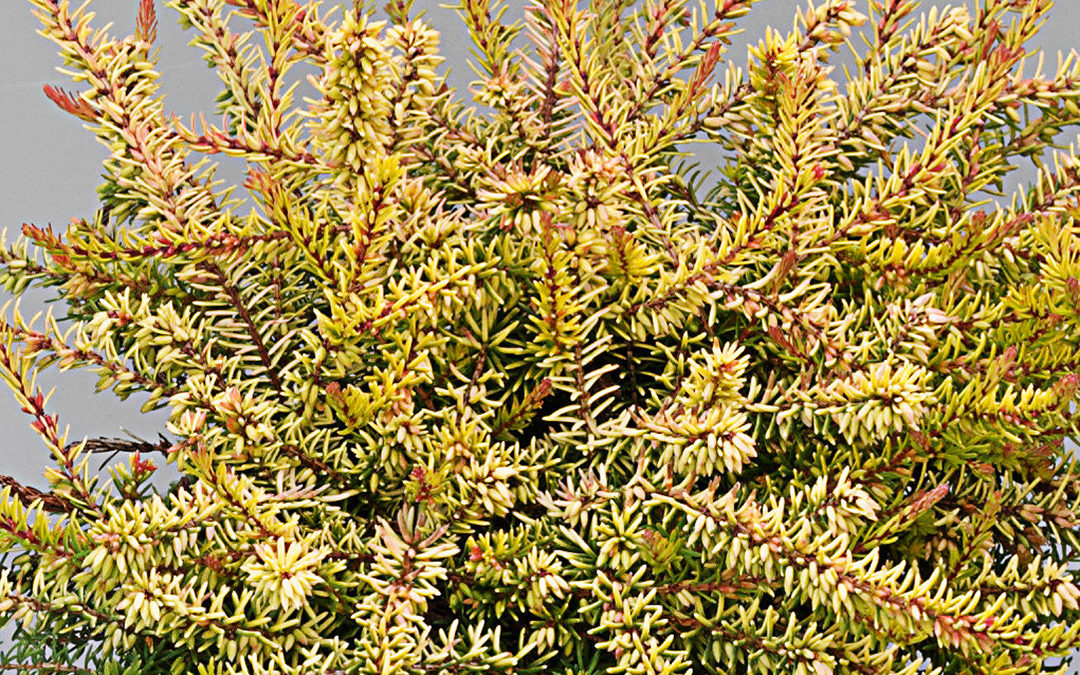 Erica x darleyensis Evaⓢ
