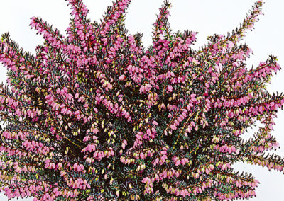 Erica x darleyensis Kramer’s Roteⓢ