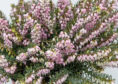 Erica x darleyensis rose