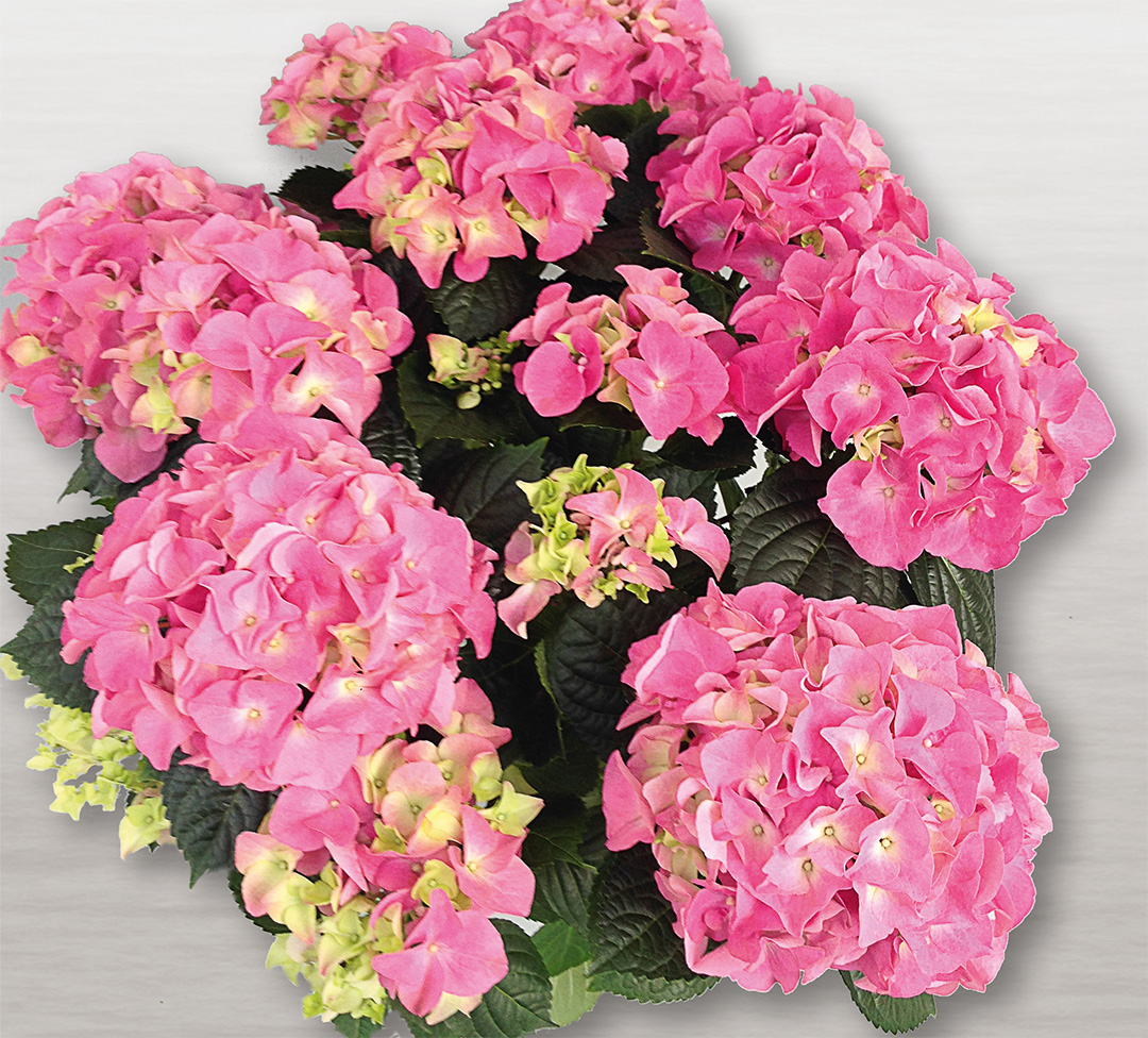 Early-rosa Hortensia Early® Rosa