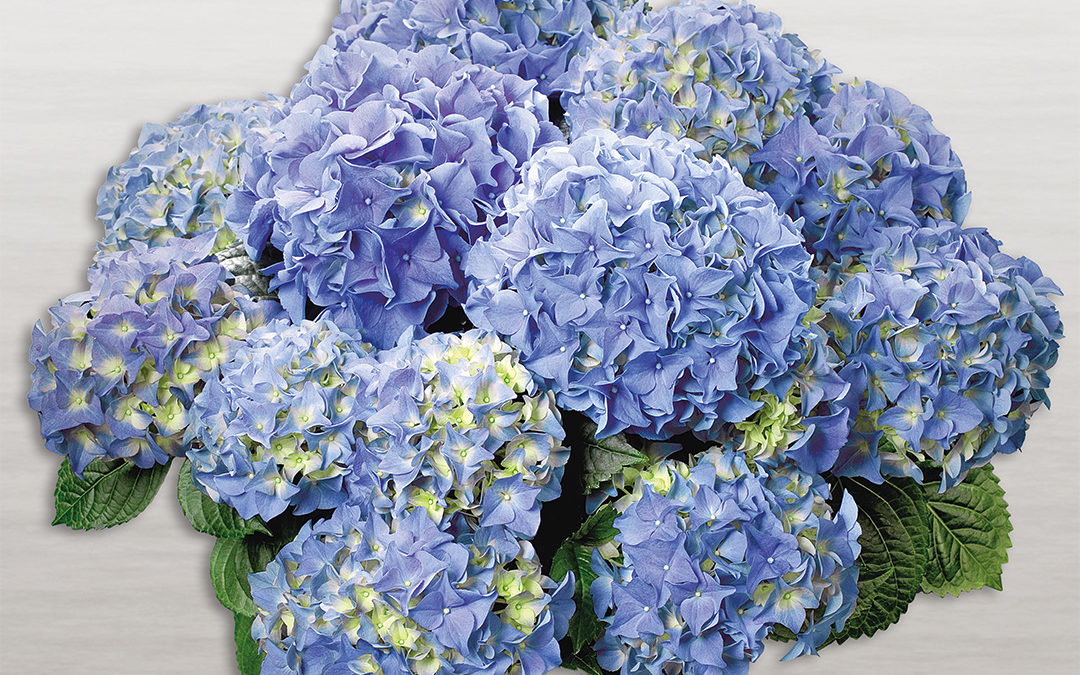 Hortensia Early® Blue