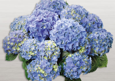 Hortensia Early® Blue