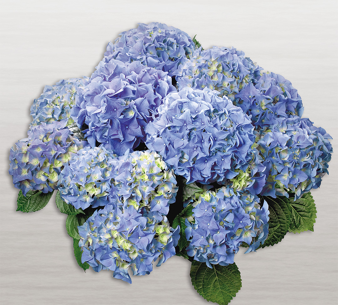 Early_Blue_Schatten_weiss Hortensia Early® Blue