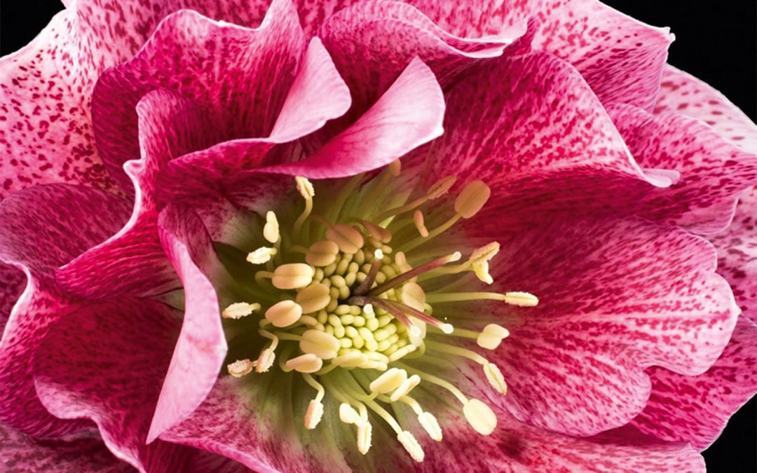 Helleborus SP Elly