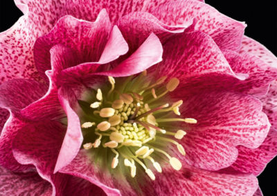Helleborus SP Elly