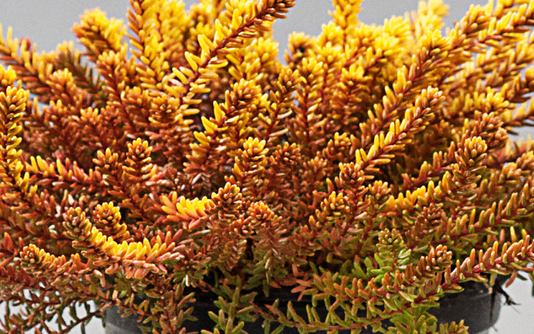 Empetrum Bernstein orange