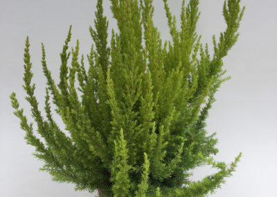 Erica arborea Sunshine