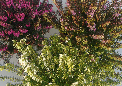 Erica carnea