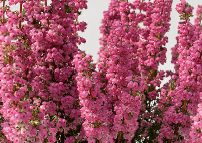 Erica gracilis Heidi’s Florentineⓢ
