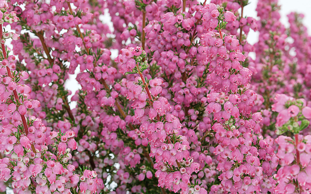 Erica gracilis Heidi’s Liliⓢ