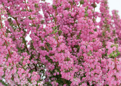 Erica gracilis Heidi’s Liliⓢ