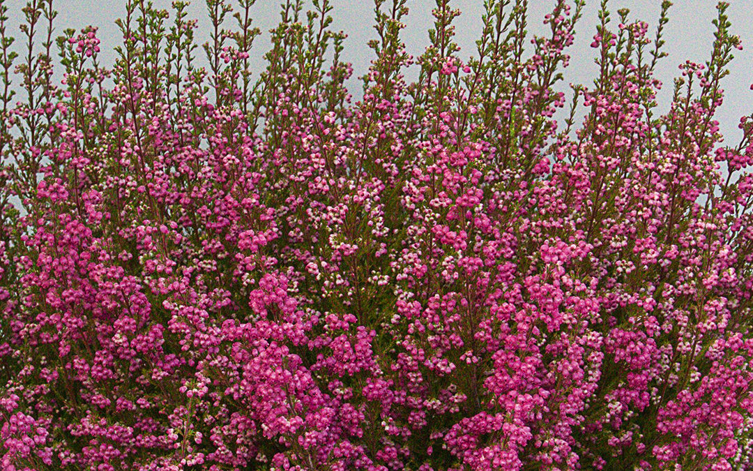 Erica gracilis WFW T23