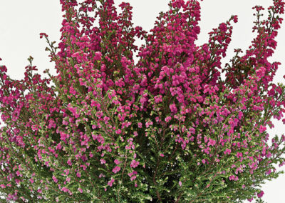 Erica gracilis WFW