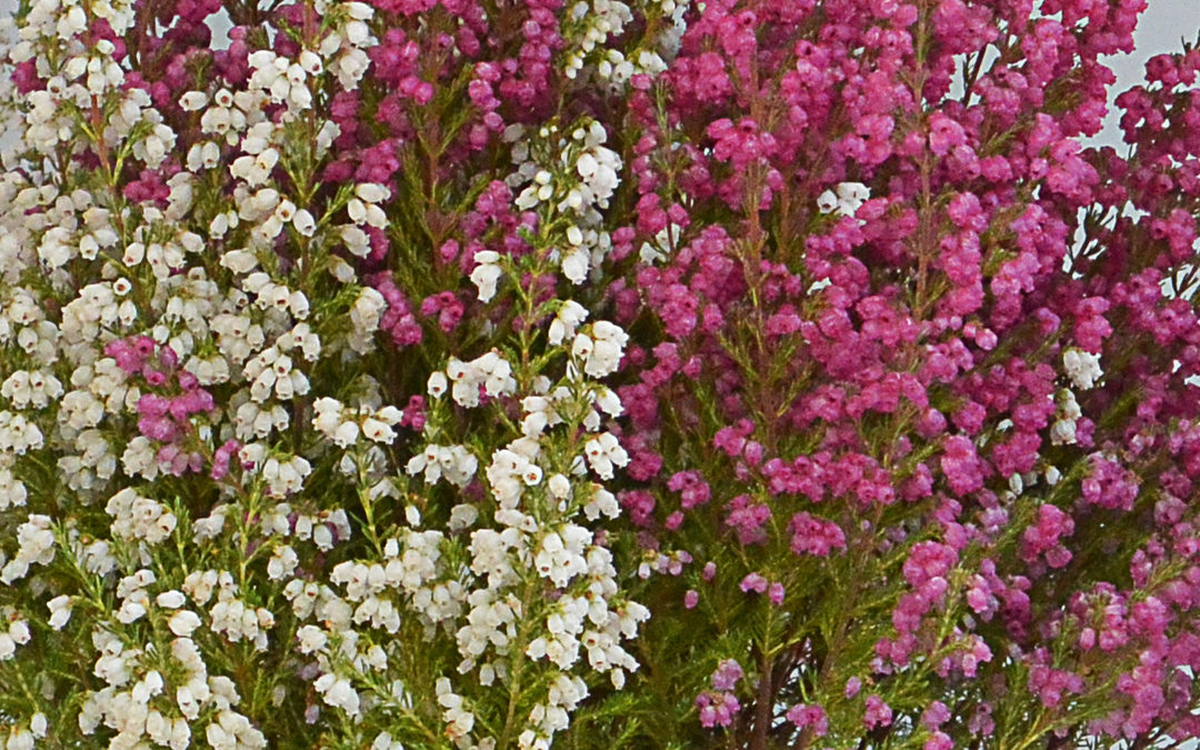 Erica gracilis bicolore