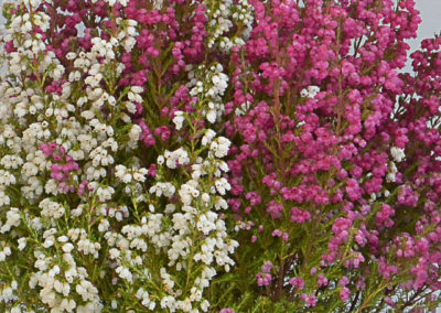 Erica gracilis bicolore