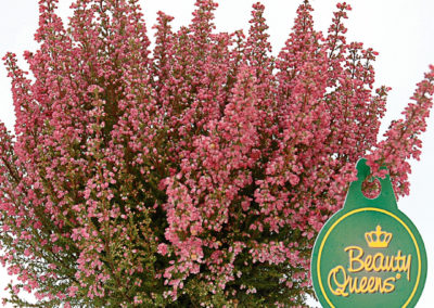 Erica gracilis Beauty Queen