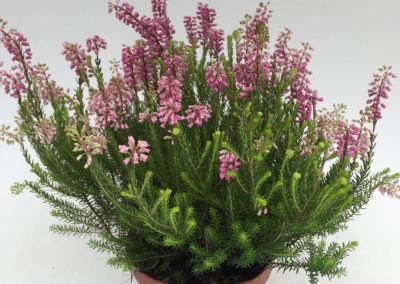 Erica spiculifolia