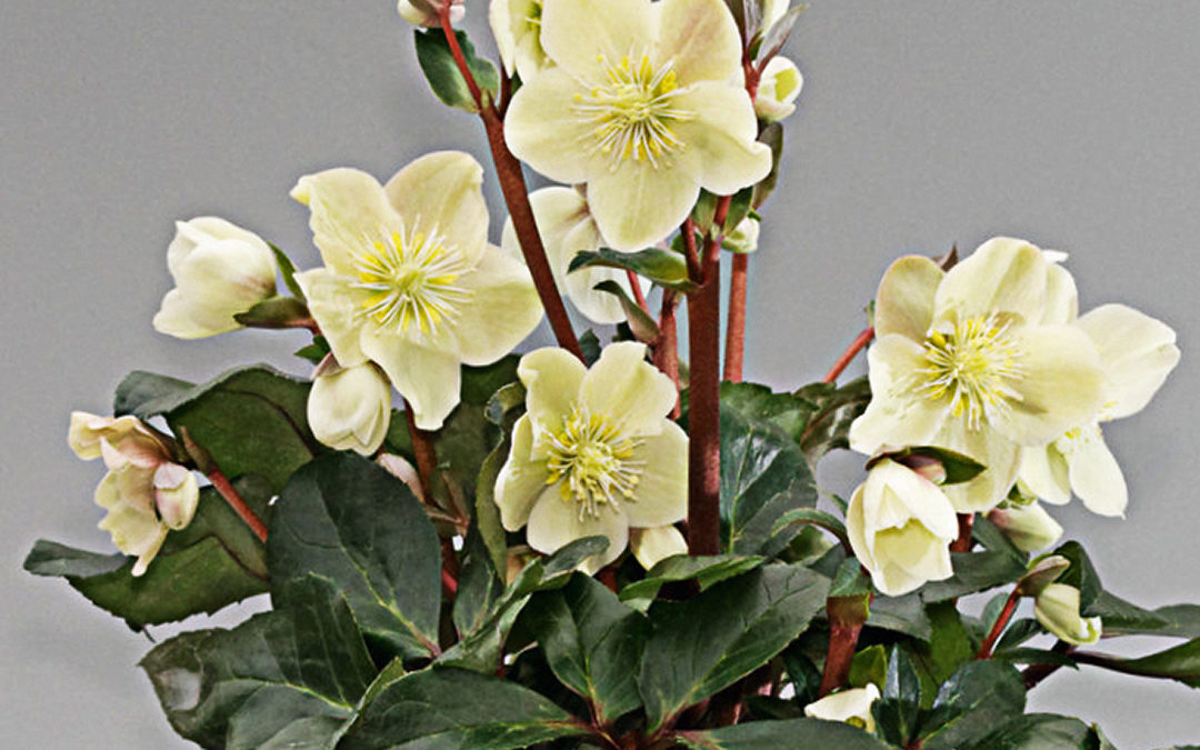 Helleborus HGC® Cinnamon Snow®