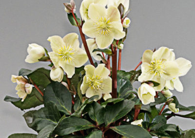 Helleborus HGC® Cinnamon Snow®