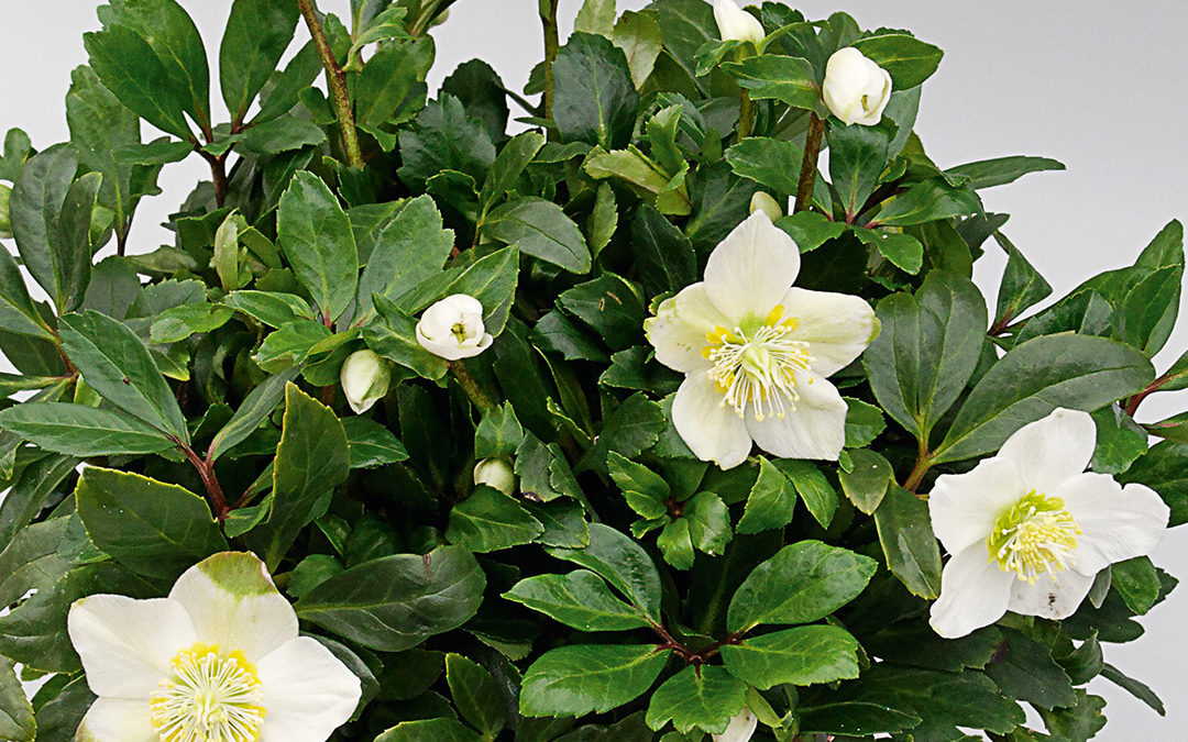 Helleborus HGC® Jakob Royal®