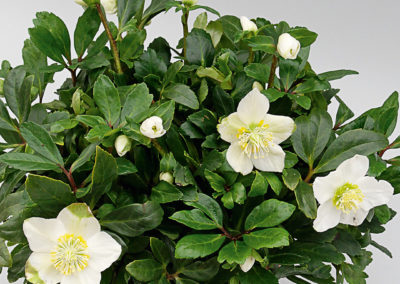 Helleborus HGC® Jakob Royal®