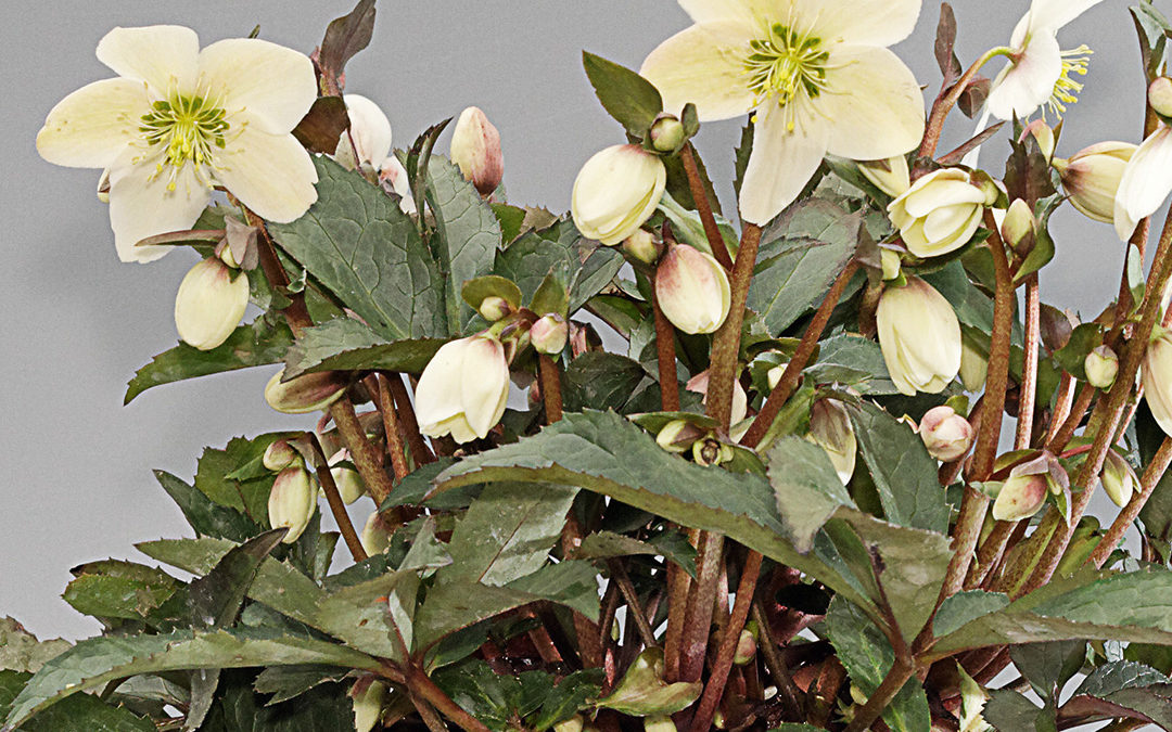 Helleborus HGC® Snow Dance®