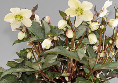 Helleborus HGC® Snow Dance®