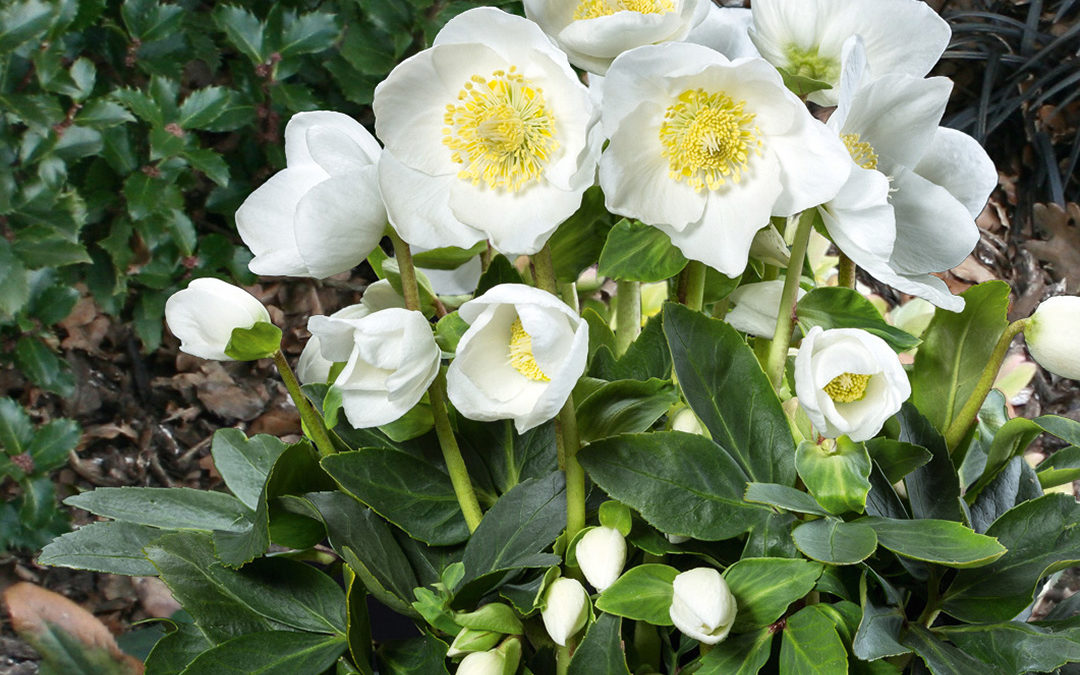 Helleborus Gold Collection Jericho®