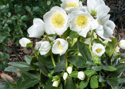 Helleborus Gold Collection Jericho®