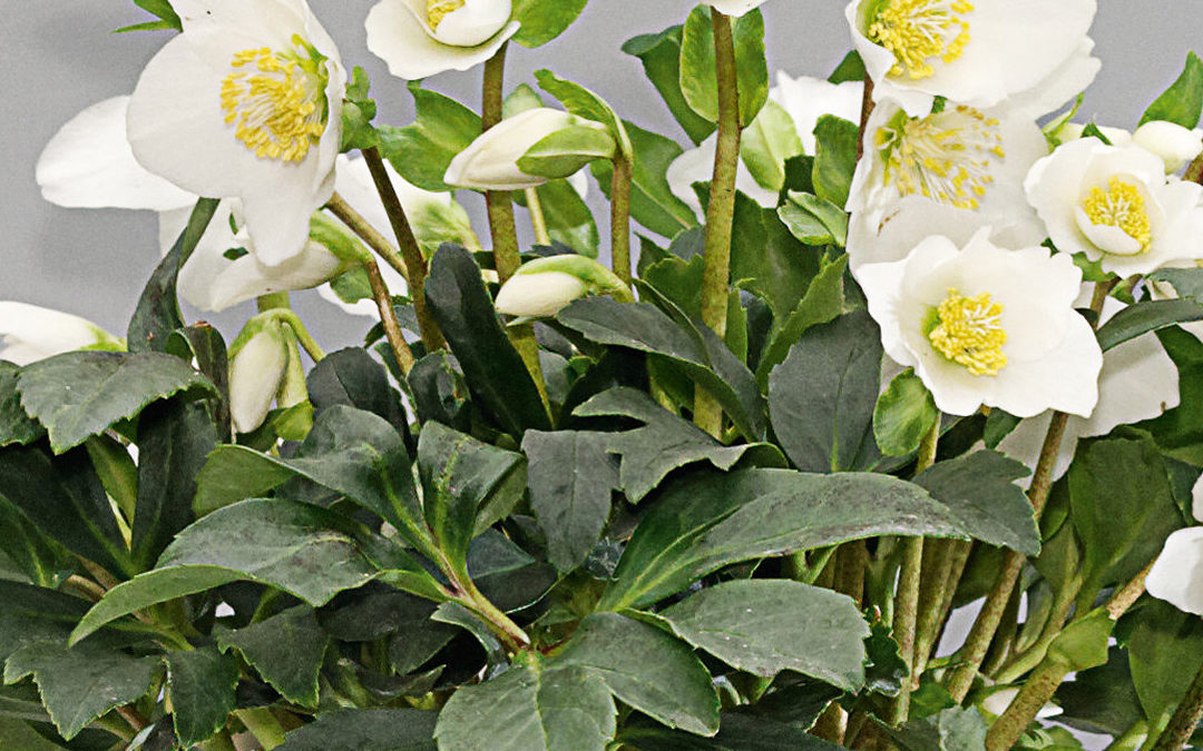 Helleborus Gold Collection Joel®