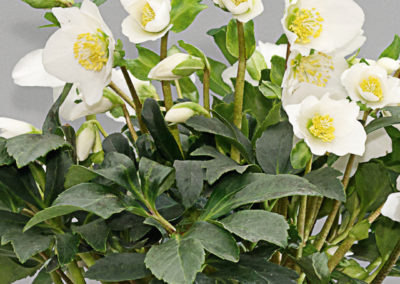 Helleborus Gold Collection Joel®